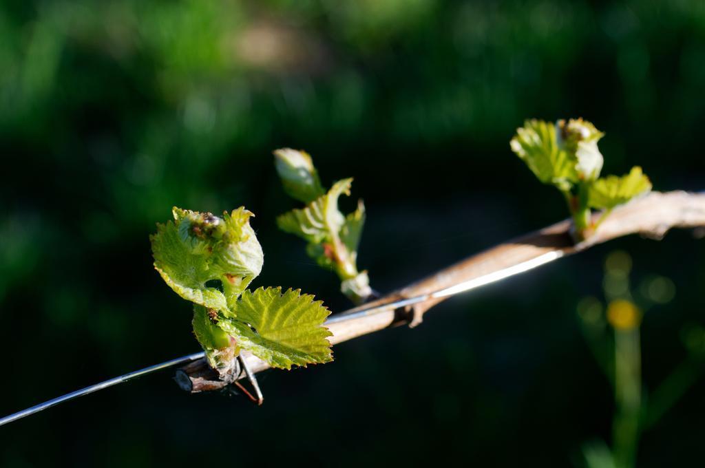 Weingut Winzerzimmer Rothschaedl ليوتسشاخ المظهر الخارجي الصورة